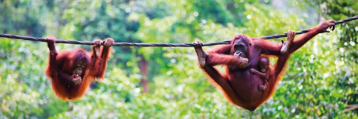 Exclusivement pour les voyageurs solos - Wild Borneo